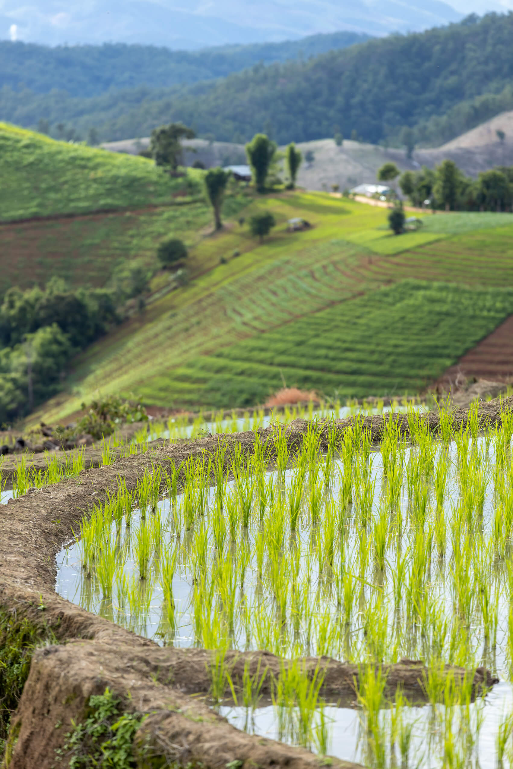 rice field at mae cham chiangmai northern thailand 2023 11 27 05 06 04 utc